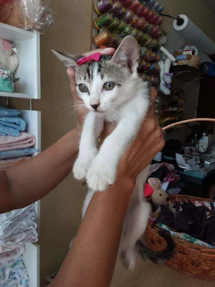 Gato ra a Comum estampada idade 2 a 6 meses nome Cacau