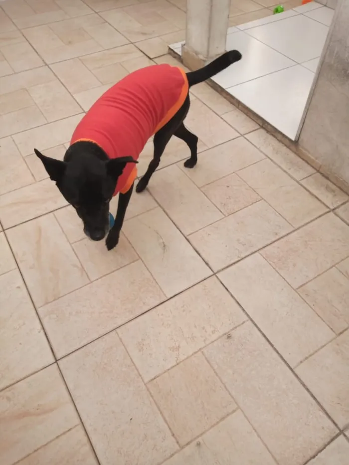 Cachorro raça Sem raça definida idade 6 ou mais anos nome Big