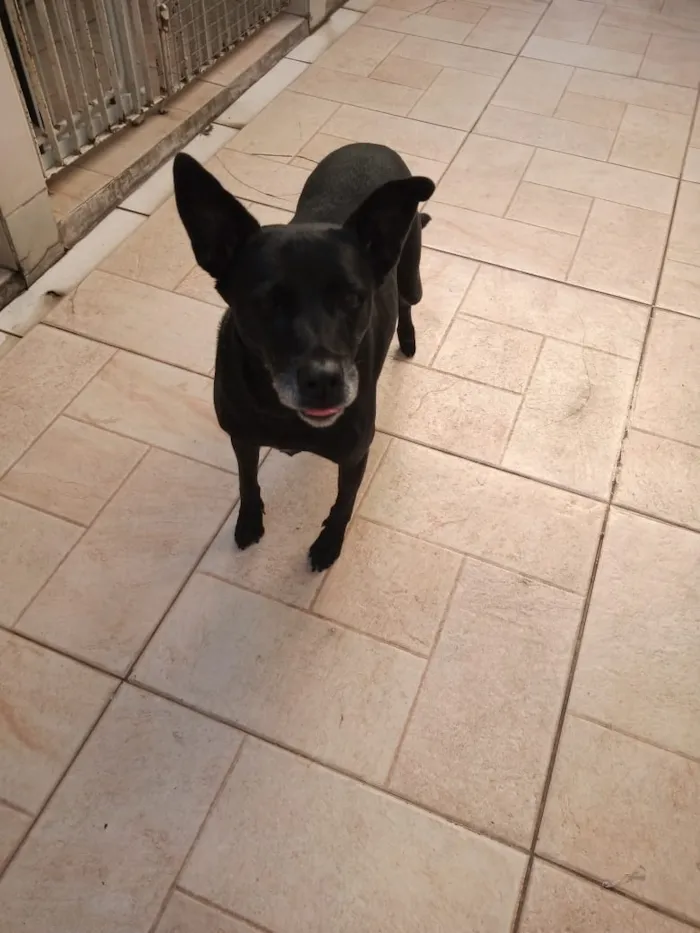 Cachorro raça Sem raça definida idade 6 ou mais anos nome Big