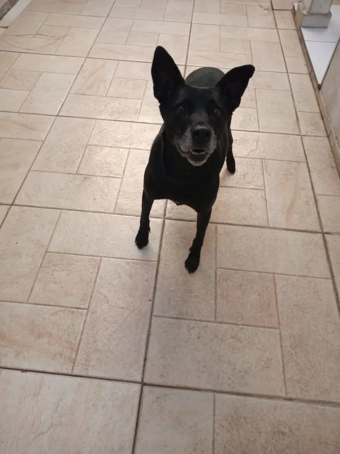 Cachorro raça Sem raça definida idade 6 ou mais anos nome Big