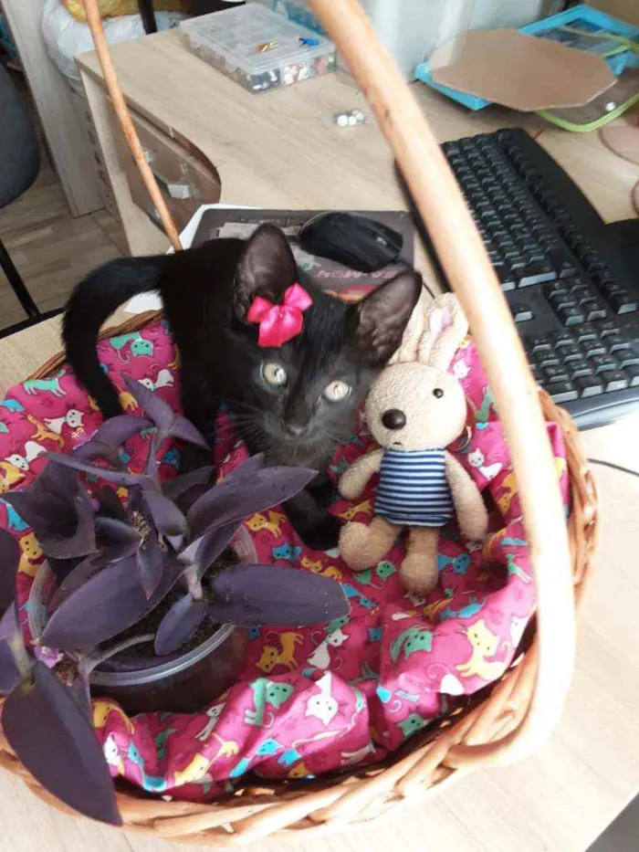 Gato ra a Comum idade 2 a 6 meses nome Petúnia