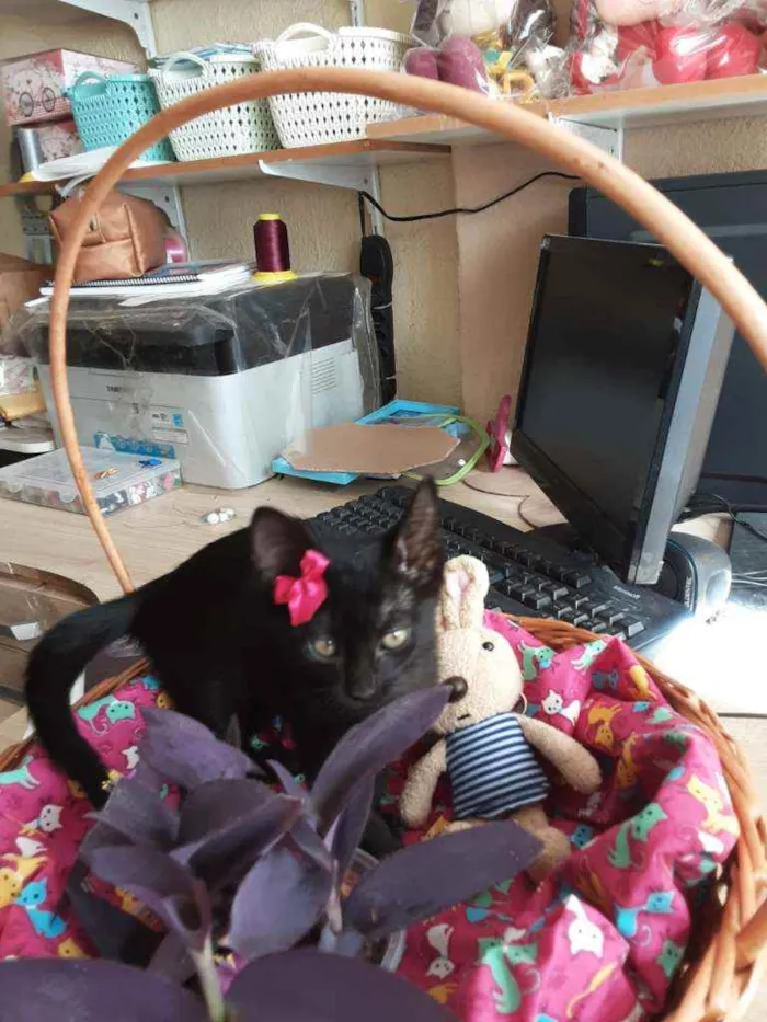 Gato ra a Comum idade 2 a 6 meses nome Petúnia