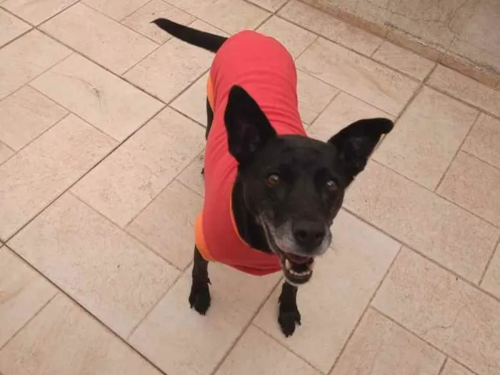 Cachorro raça Sem raça definida idade 6 ou mais anos nome Big