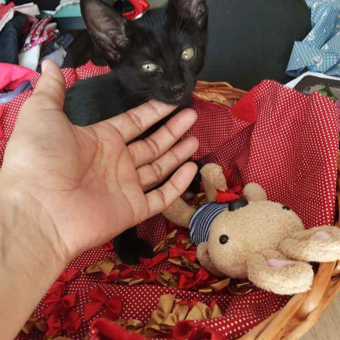 Gato ra a Comum idade 2 a 6 meses nome Petúnia