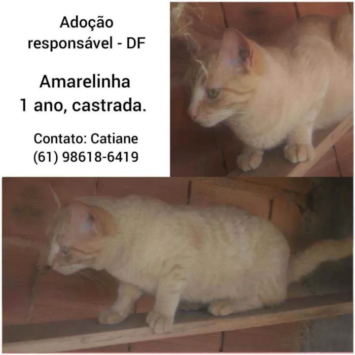 Gato ra a Sem raça definida idade 1 ano nome Amarelinha