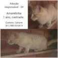 Amarelinha