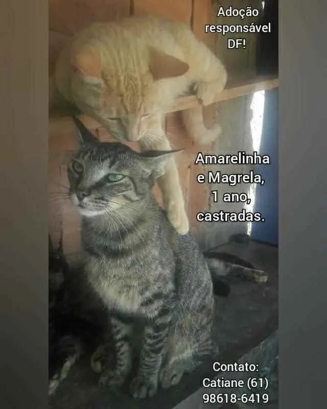 Gato ra a Sem raça definida idade 1 ano nome Amarelinha