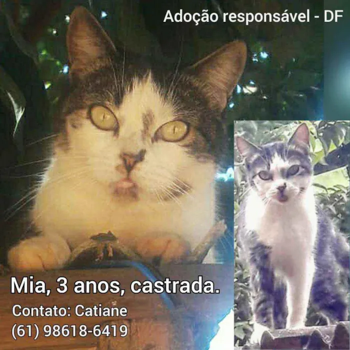 Gato ra a Sem raça definida idade 3 anos nome Mia