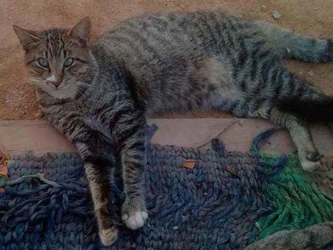 Gato ra a SRD idade 7 a 11 meses nome Zaroio