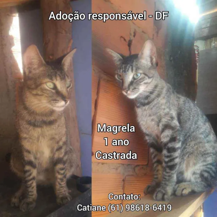 Gato ra a SRD idade 1 ano nome Magrela