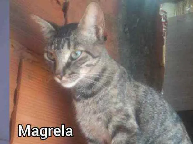 Gato ra a SRD idade 1 ano nome Magrela