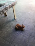 Tito