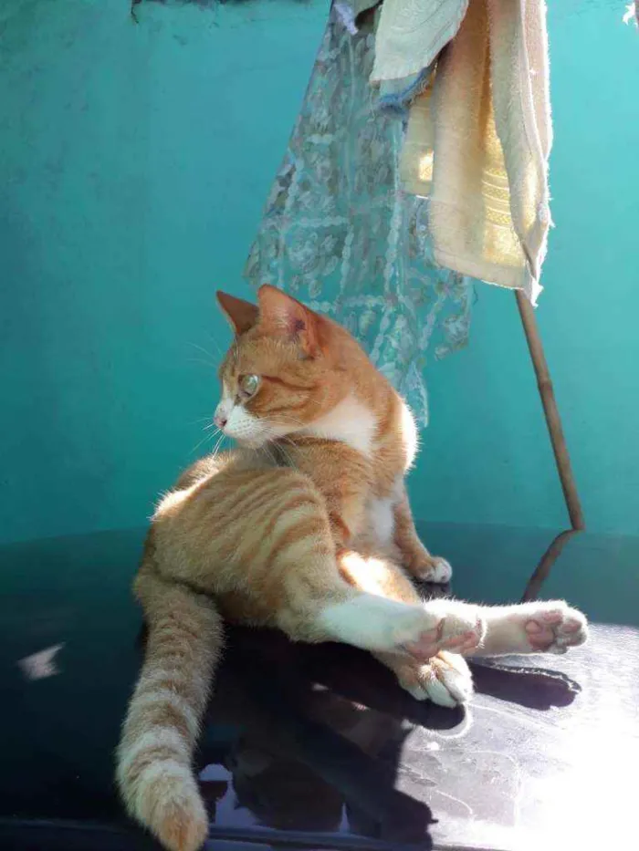 Gato ra a Não sei  idade 2 anos nome Tito