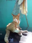 Tito