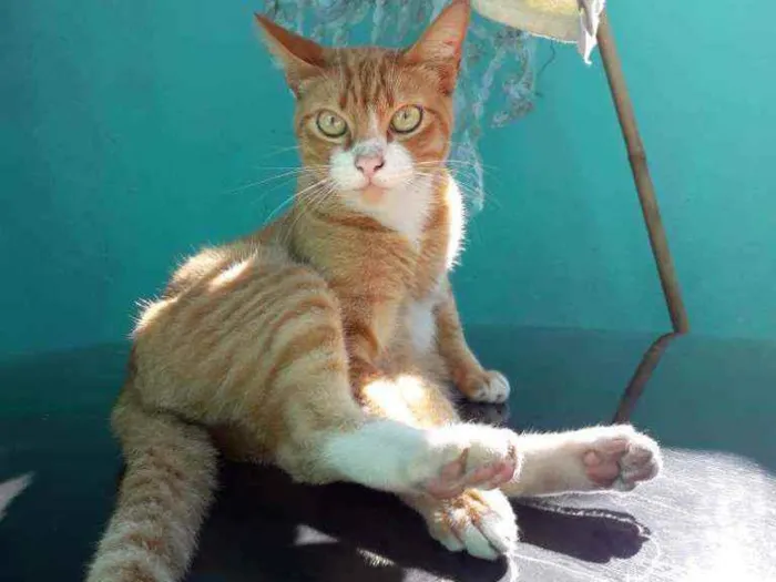 Gato ra a Não sei  idade 2 anos nome Tito