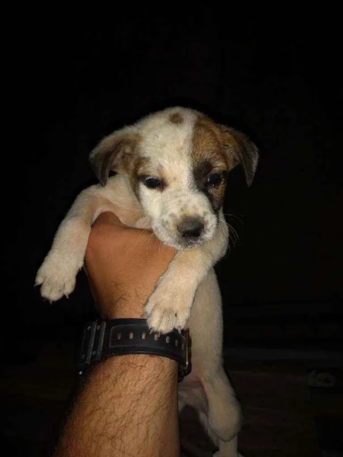Cachorro raça SRD/ Vira lata  idade Abaixo de 2 meses nome Filhotes