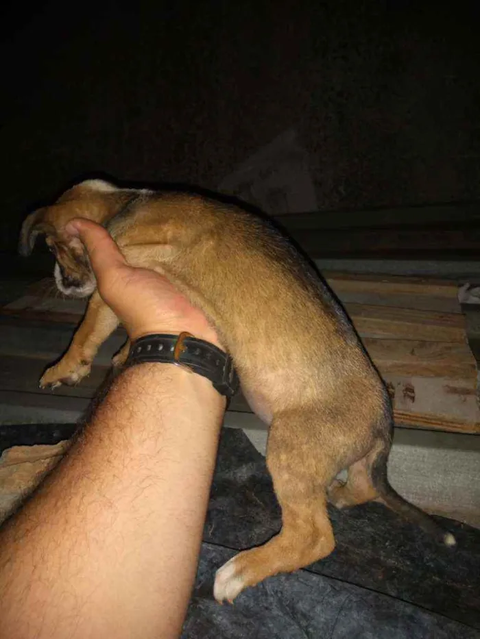 Cachorro raça SRD/ Vira lata  idade Abaixo de 2 meses nome Filhotes