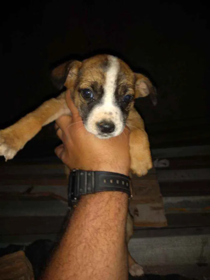 Cachorro raça SRD/ Vira lata  idade Abaixo de 2 meses nome Filhotes