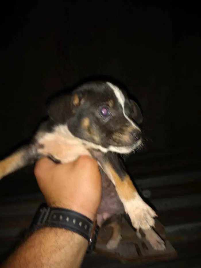 Cachorro raça SRD/ Vira lata  idade Abaixo de 2 meses nome Filhotes