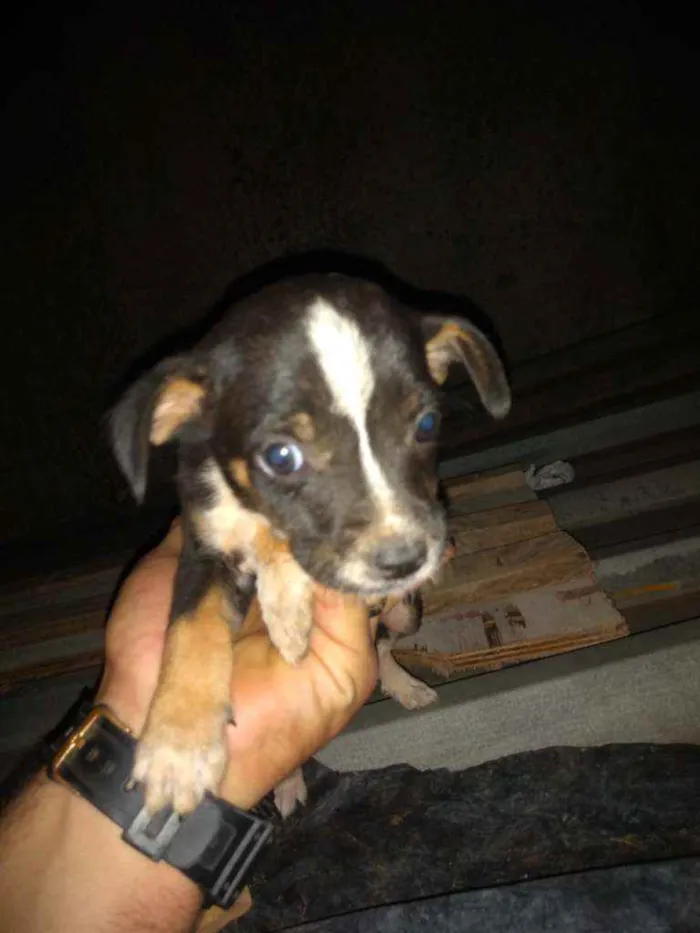 Cachorro raça SRD/ Vira lata  idade Abaixo de 2 meses nome Filhotes
