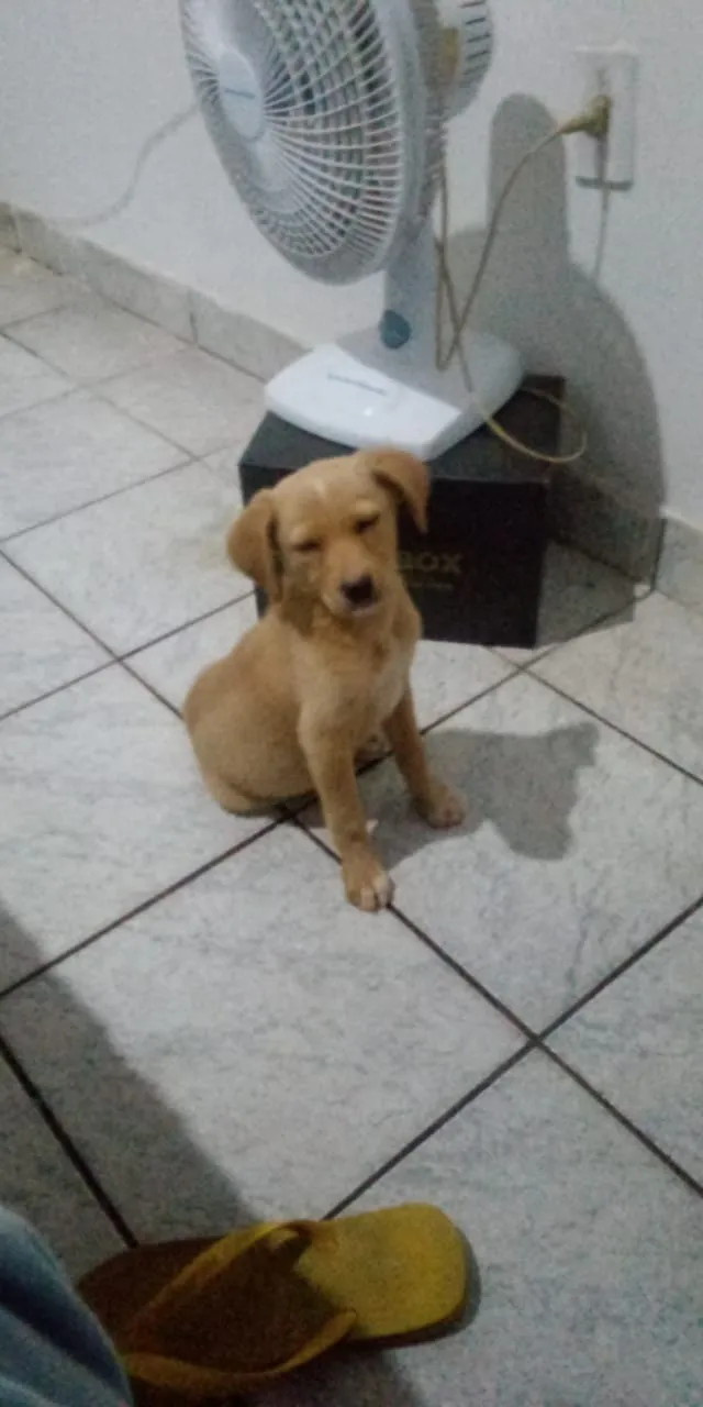 Cachorro ra a Indefinida idade Abaixo de 2 meses nome Não tem 