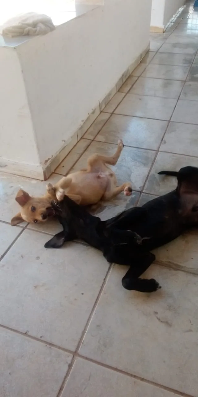 Cachorro ra a Indefinida idade Abaixo de 2 meses nome Não tem 