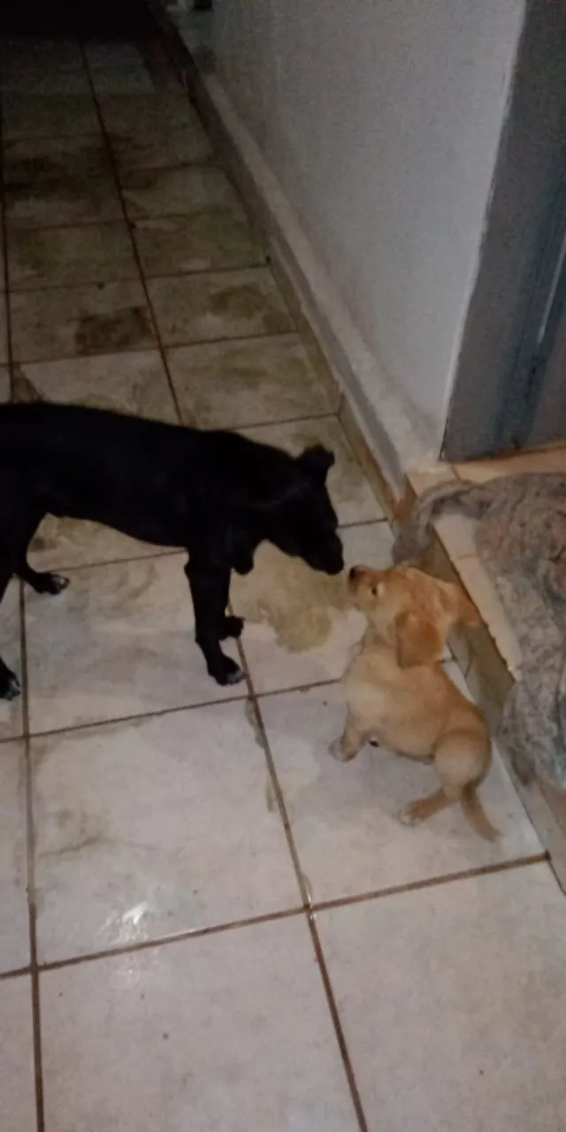 Cachorro ra a Indefinida idade Abaixo de 2 meses nome Não tem 