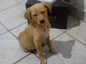 Cachorro raça Indefinida idade Abaixo de 2 meses nome Não tem 