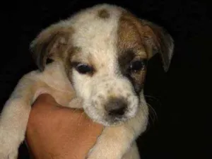 Cachorro raça SRD/ Vira lata  idade Abaixo de 2 meses nome Filhotes
