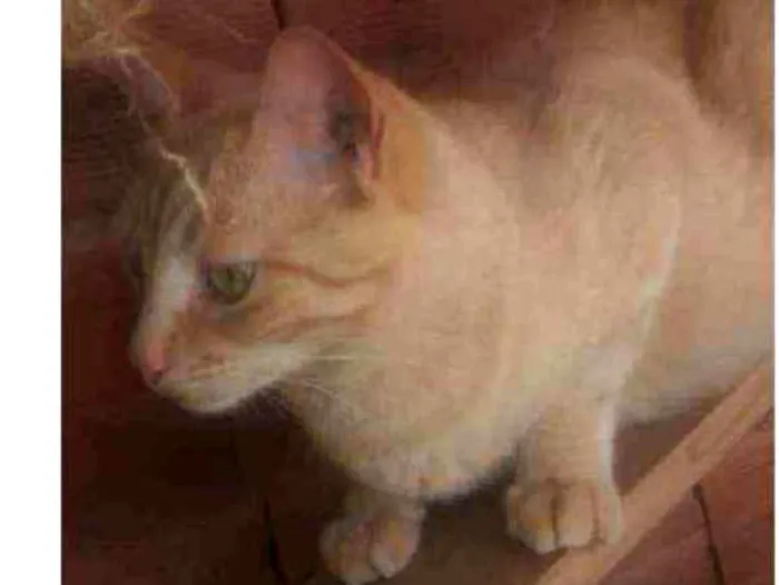 Gato ra a Sem raça definida idade 1 ano nome Amarelinha