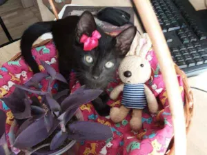 Gato raça Comum idade 2 a 6 meses nome Petúnia