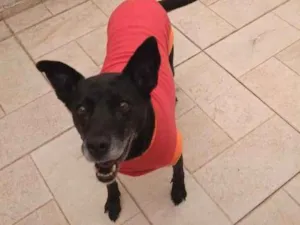 Cachorro raça Sem raça definida idade 6 ou mais anos nome Big