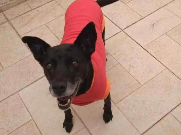 Cachorro raça Sem raça definida idade 6 ou mais anos nome Big