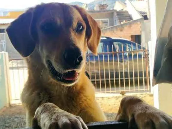 Cachorro ra a chow-chow com labrador  idade Abaixo de 2 meses nome Sara