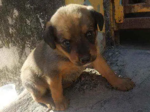 Cachorro ra a Indefinida  idade Abaixo de 2 meses nome Hera