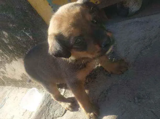 Cachorro ra a Indefinida  idade Abaixo de 2 meses nome Hera