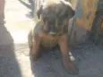 Hera