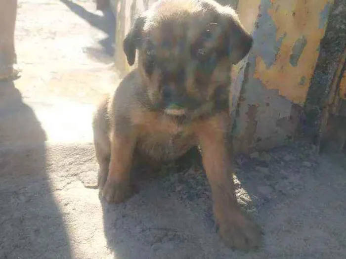 Cachorro ra a Indefinida  idade Abaixo de 2 meses nome Hera
