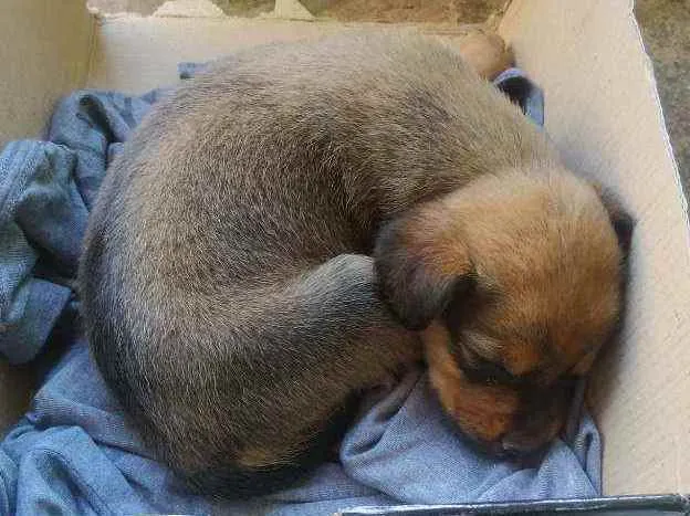 Cachorro ra a Indefinida  idade Abaixo de 2 meses nome Hera