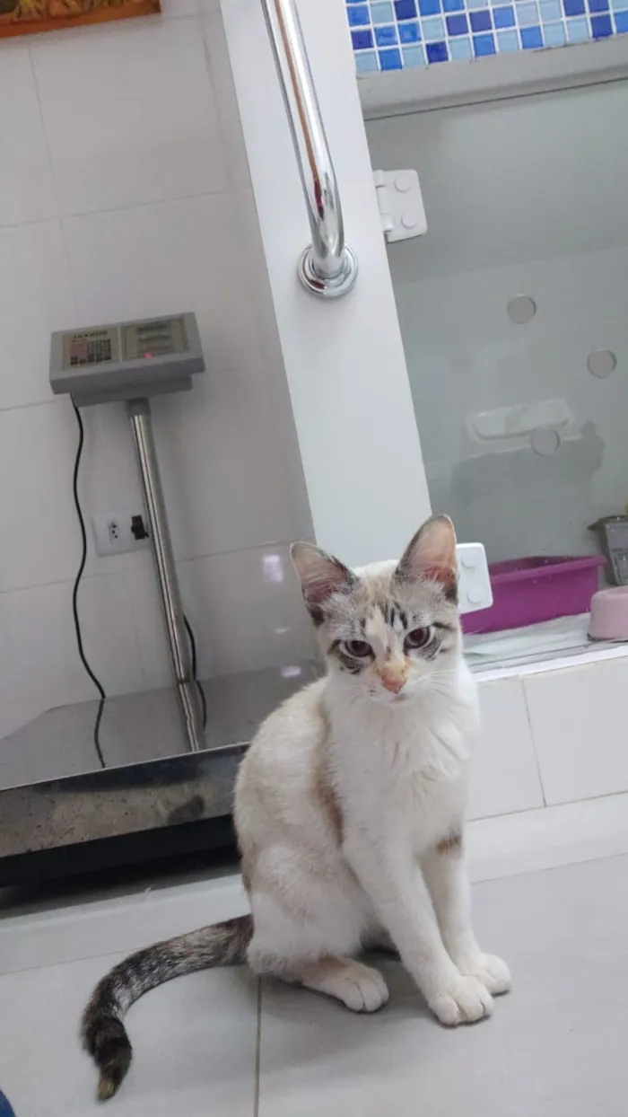Gato ra a Srd idade 2 a 6 meses nome Nina