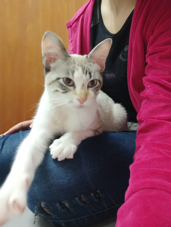 Gato ra a Srd idade 2 a 6 meses nome Nina