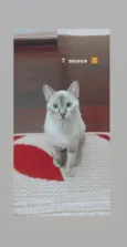 Nina