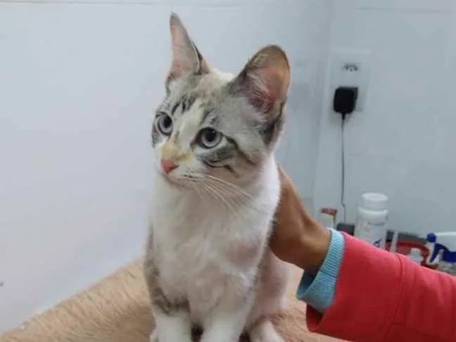 Gato ra a Srd idade 2 a 6 meses nome Nina