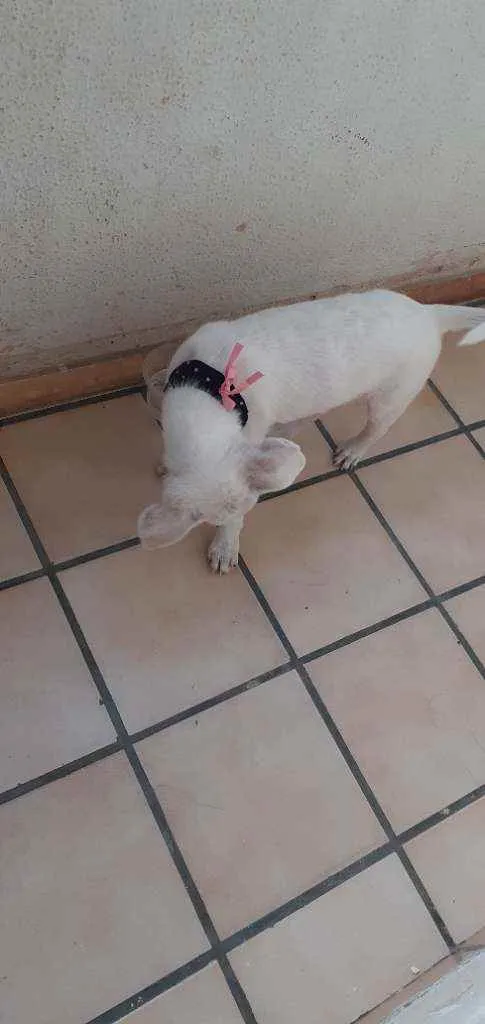 Cachorro raça Vira-lata  idade 2 a 6 meses nome Iza
