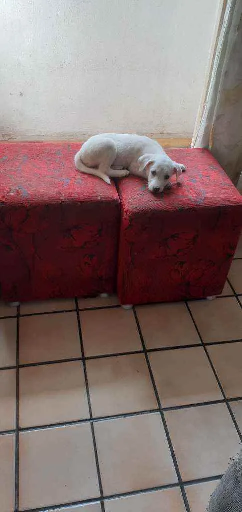 Cachorro raça Vira-lata  idade 2 a 6 meses nome Iza