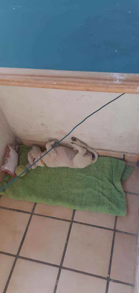 Cachorro raça Vira-lata  idade 2 a 6 meses nome Iza