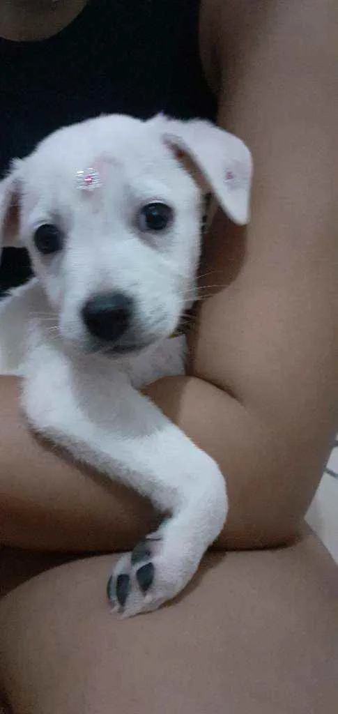 Cachorro raça Vira-lata  idade 2 a 6 meses nome Iza