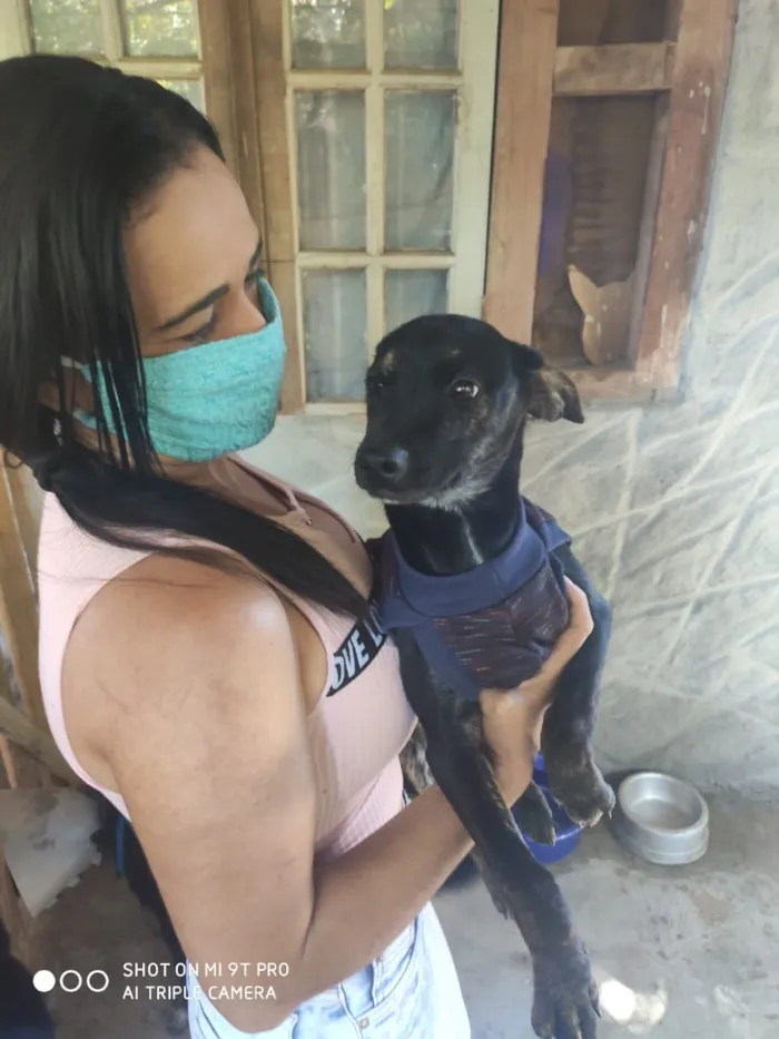Cachorro ra a Srd idade 2 a 6 meses nome Haj