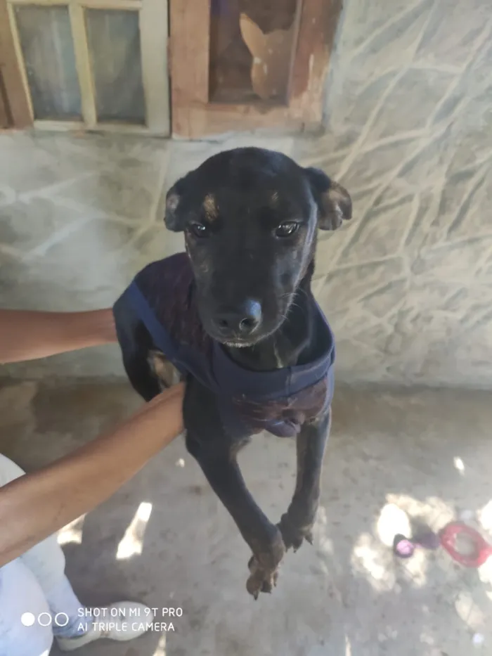 Cachorro ra a Srd idade 2 a 6 meses nome Haj