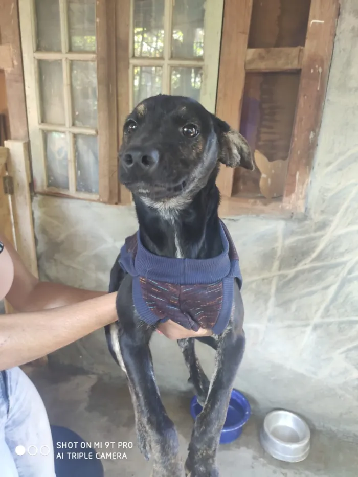 Cachorro ra a Srd idade 2 a 6 meses nome Haj
